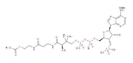 Acetyl CoA